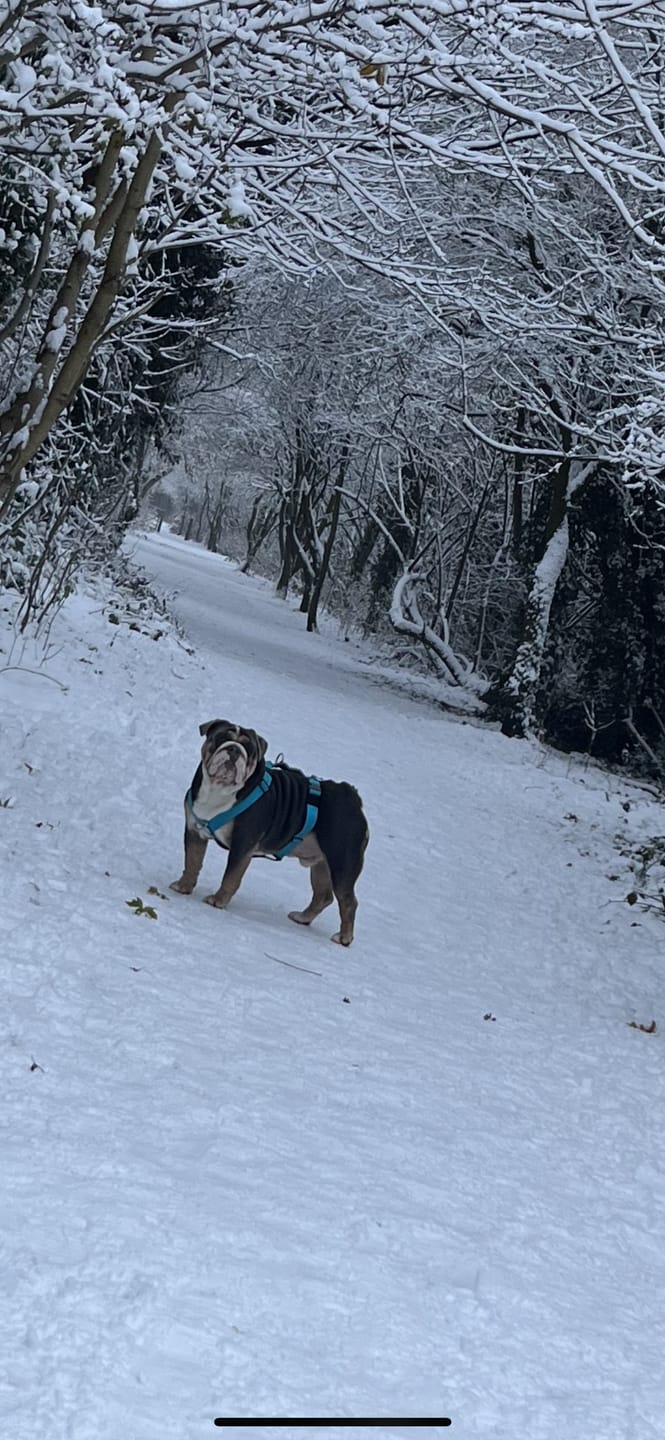 Customer photo review of TRI-Harness® | Anti-Pull, Adjustable & Durable - Dog Trainers Choice -  Light Blue v2.0