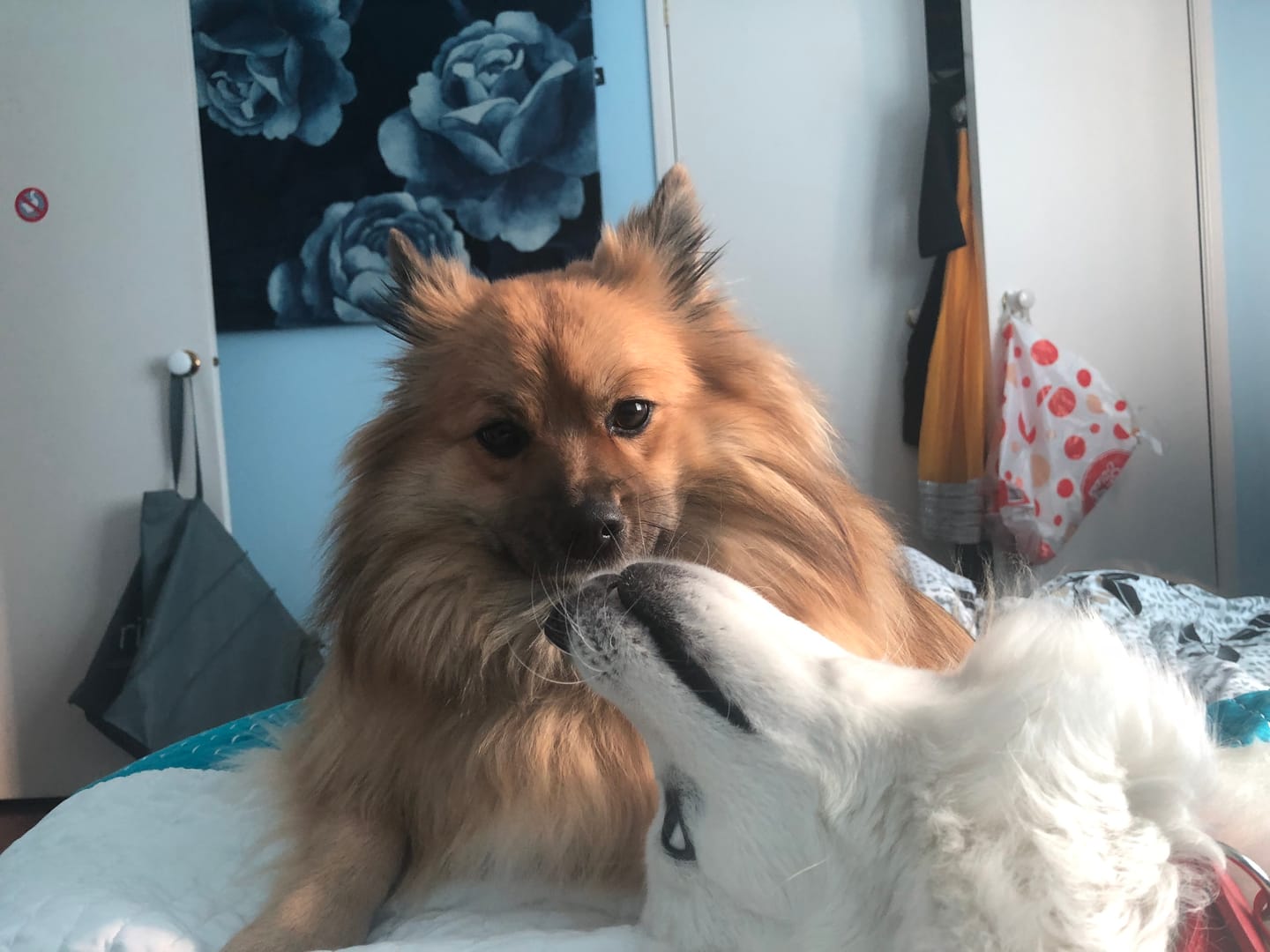 Customer photo review of Premium Kangaroo Chews