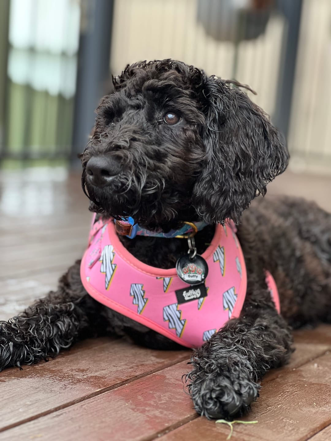Customer photo review of Adjustable Dog Harness - Lightning Zoomies