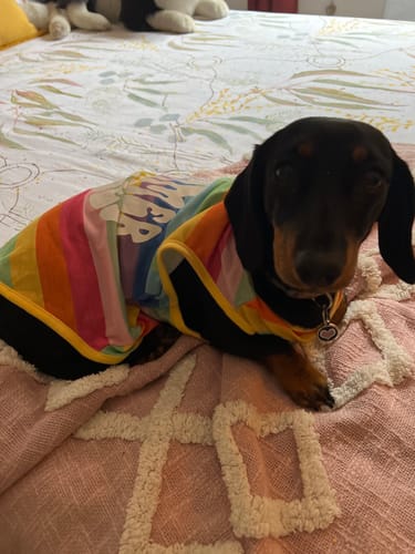 Customer photo review of Hemp Spring Bundle Exclusive: Hemp Seed Oil + Free pack of Doggie Wipes