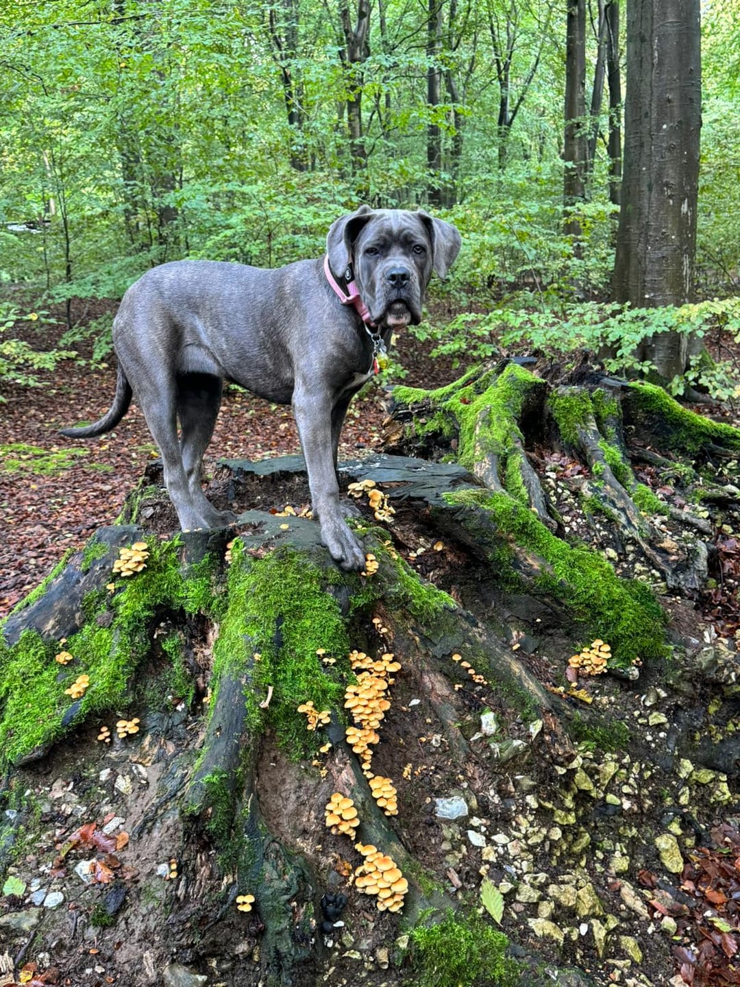 Customer photo review of 4cm Combat® Collar | With Handle & Rated Clip - Pink v2.0