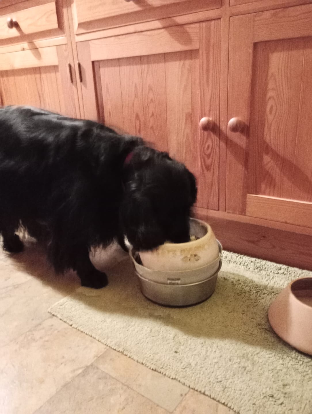 Customer photo review of British Venison Dry Food