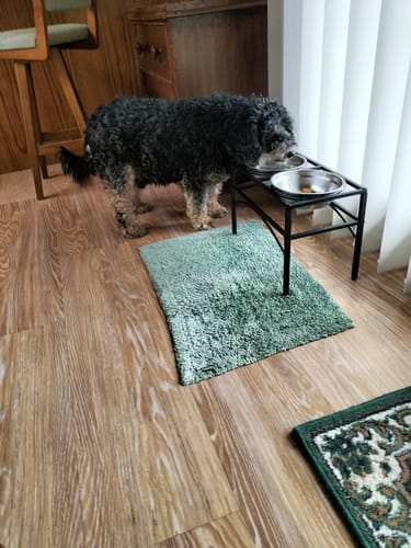 Customer photo review of PaWz Dual Elevated Raised Pet Feeder