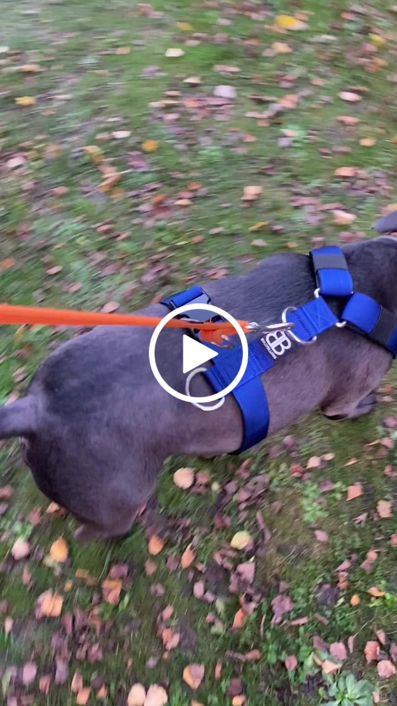 Customer video review of TRI-Harness® | Anti-Pull, Adjustable & Durable - Dog Trainers Choice -  Blue v2.0