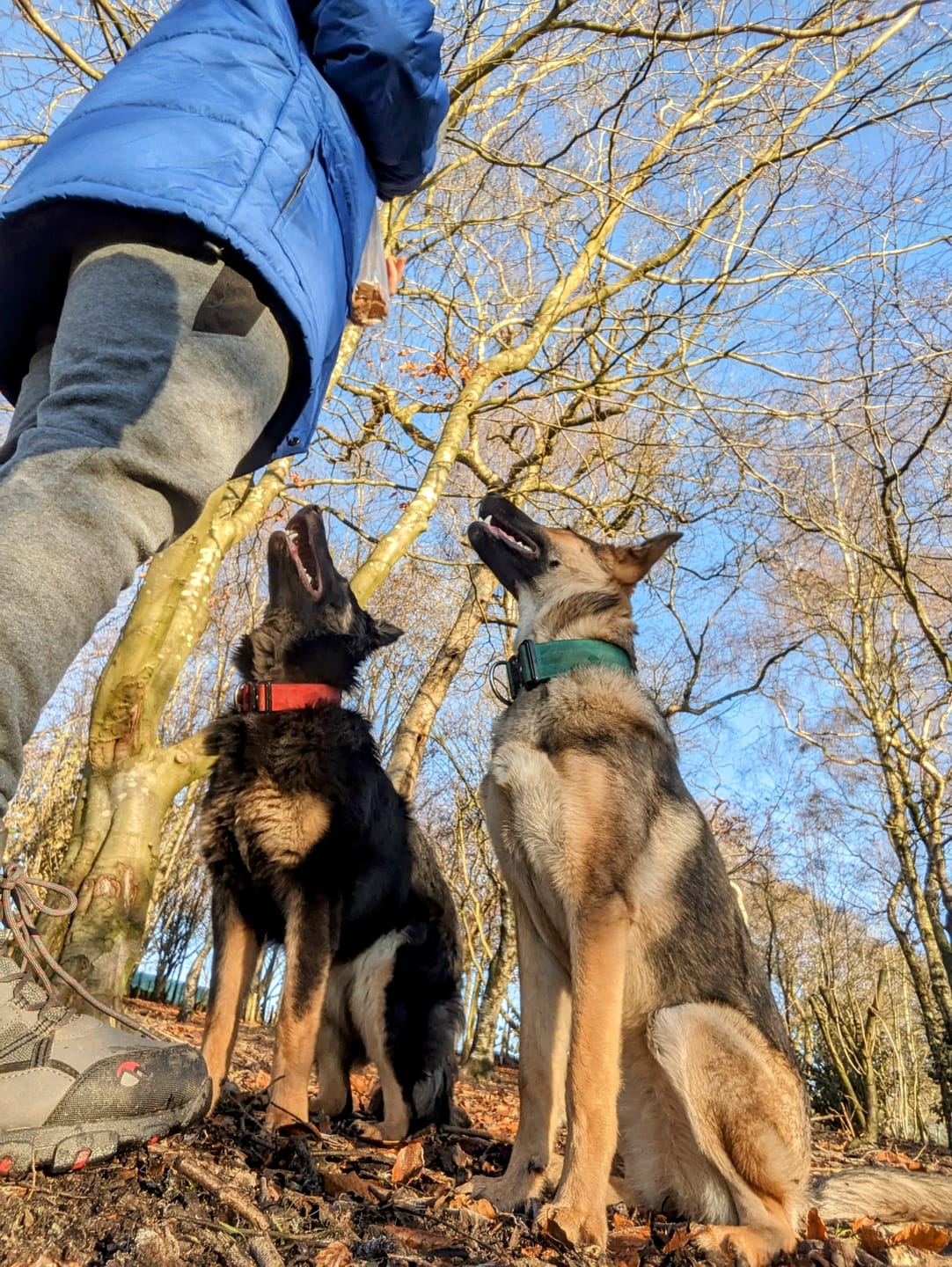 Customer photo review of 4cm Combat® Collar | With Handle & Rated Clip - Red v2.0