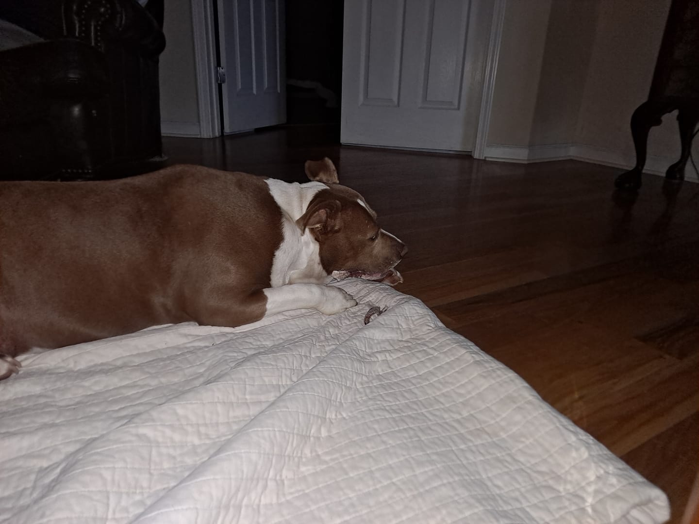 Customer photo review of 12 Inch Standard Braided Bully Stick