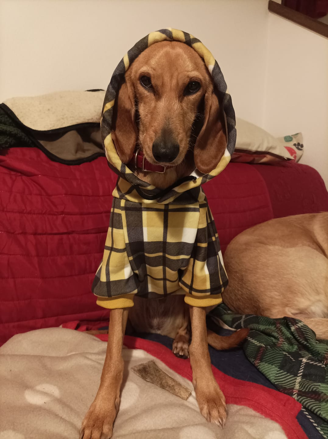 Customer photo review of Yellow Plaid Human Hoodie