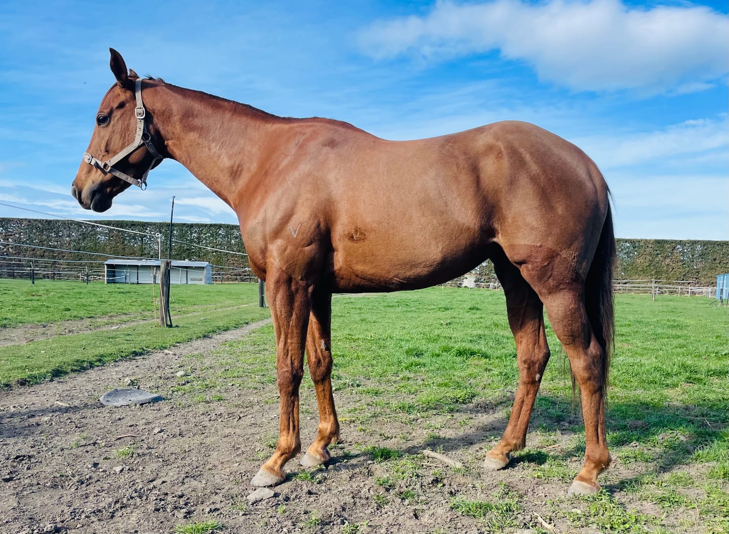 Customer photo review of Digestive RP - Sporthorse gut supplement