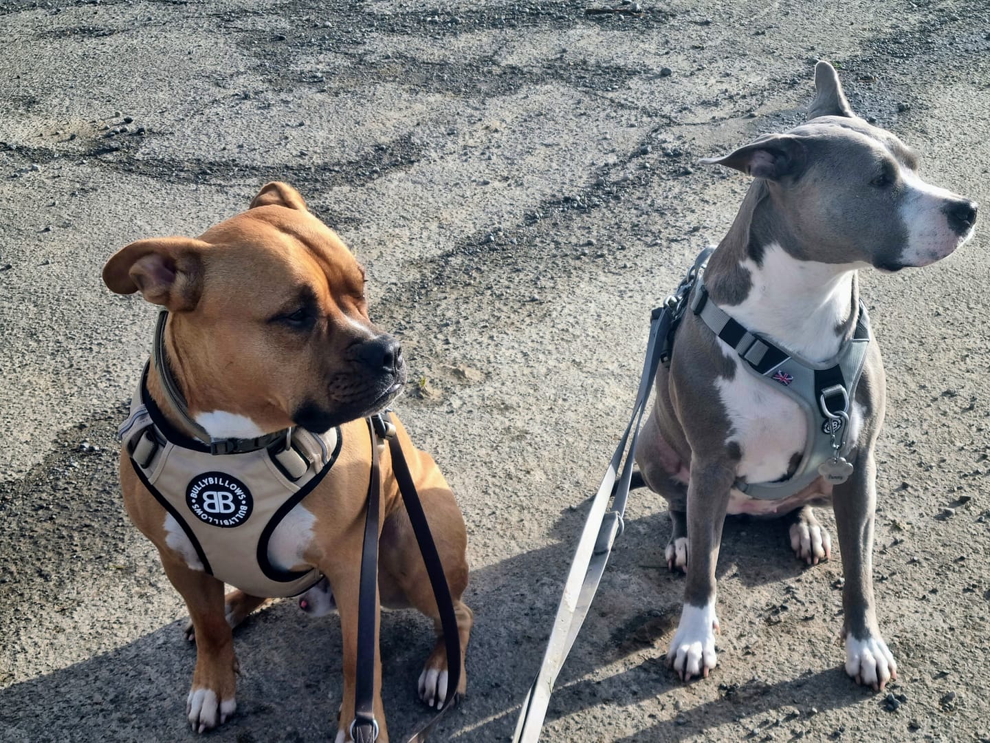 Customer photo review of Premium Comfort Harness | Non Restrictive & Adjustable - Light Military Tan