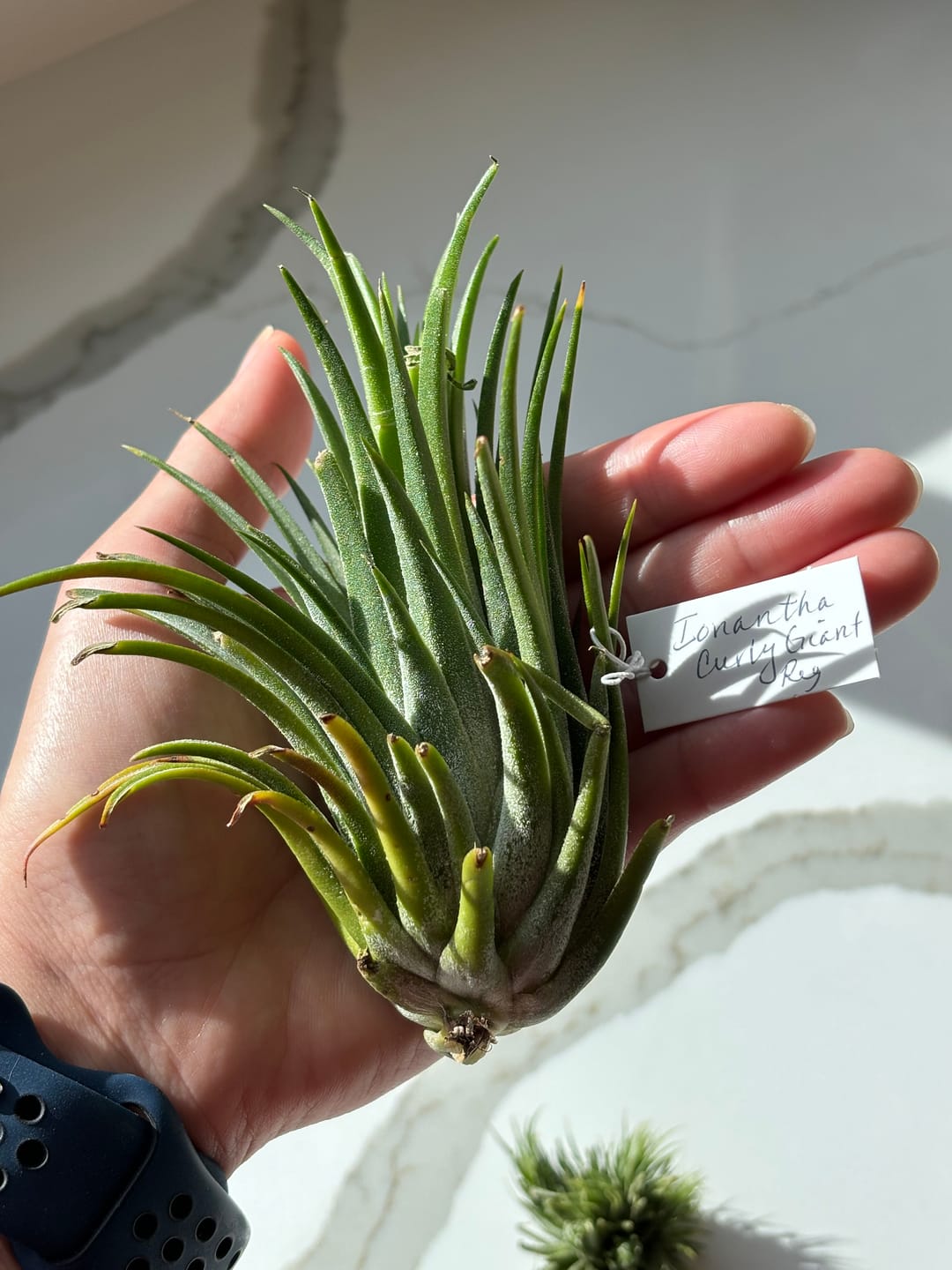 Customer photo review of Ionantha Curly Giant
