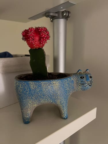 Customer photo review of Moon Cactus Pink | Gymnocalycium mihanovichii freidrichii