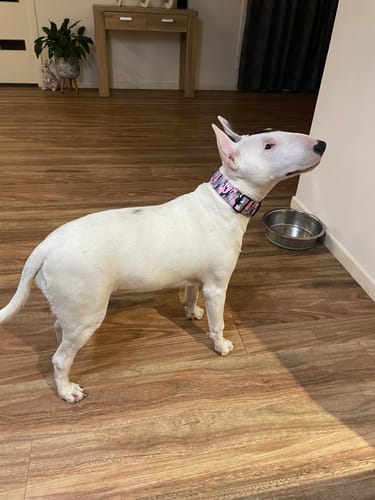 Customer photo review of Tactical Dog Collar | 40% Off