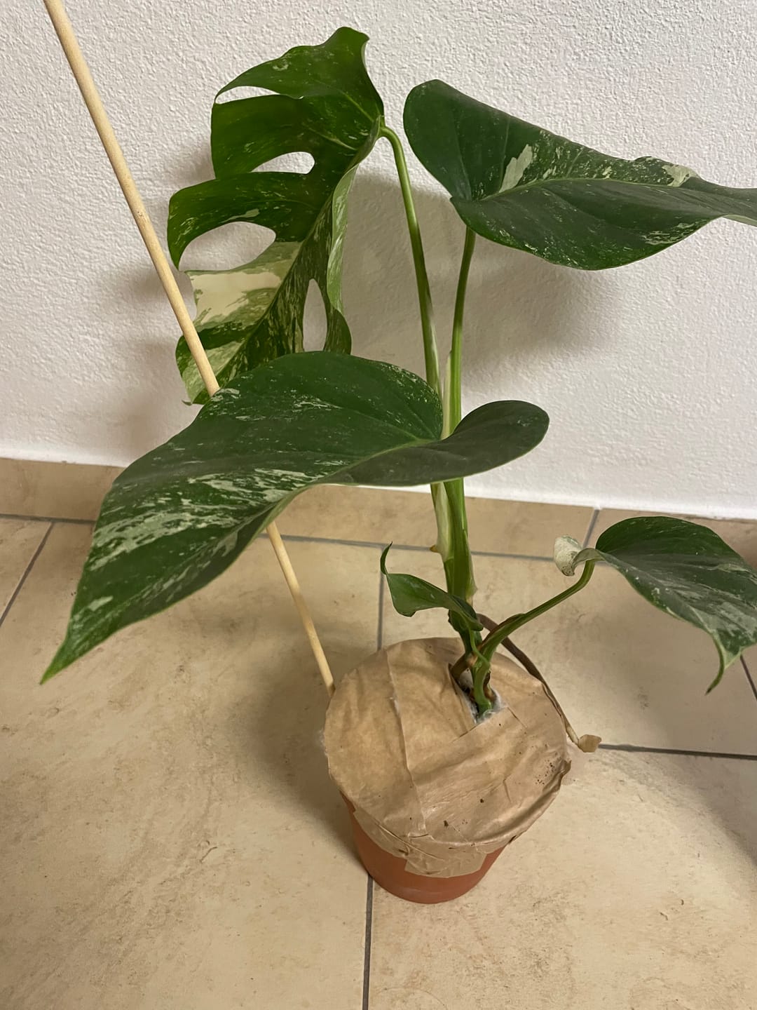 Customer photo review of Monstera Deliciosa Variegata