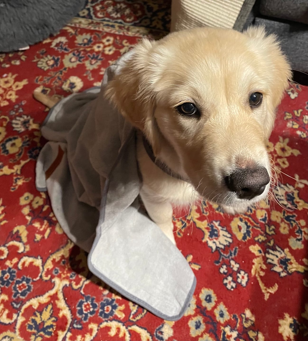 Customer photo review of Premium Hunde Bademantel