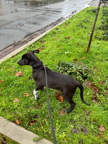 Customer photo review of 2" Tacti Luxe Dog Collar - Gold Noir