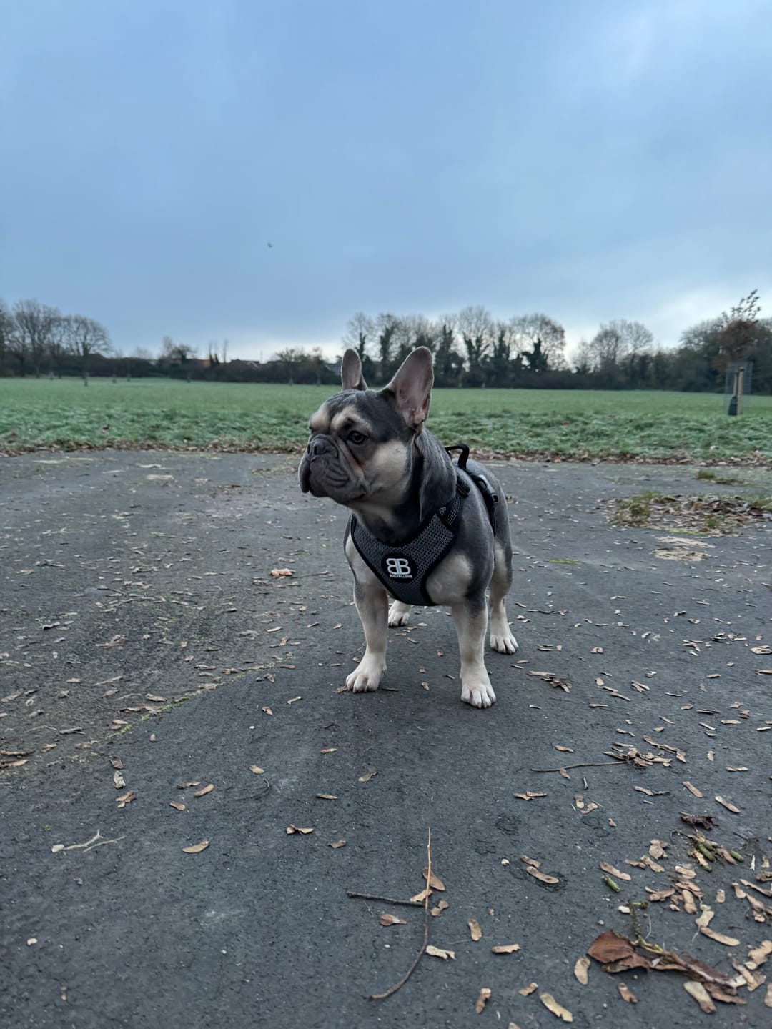 Customer photo review of Active Harness | With Handle - Padded Lining & Highly Reflective - Black