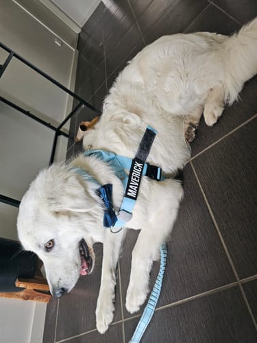 Customer photo review of Dog Lovers Pack | 50% Off