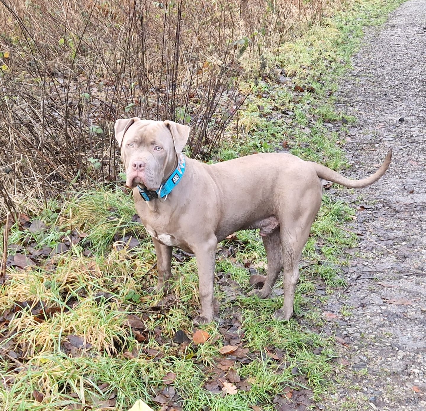 Customer photo review of 5cm Combat® Collar | Rated Clip - NO HANDLE - Light Blue v2.0
