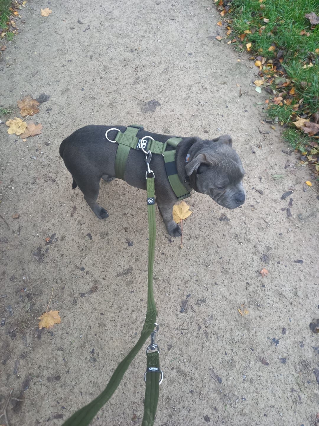 Customer photo review of Double Ended Training Lead | All Breeds - Durable & Soft 2m Lead - Khaki