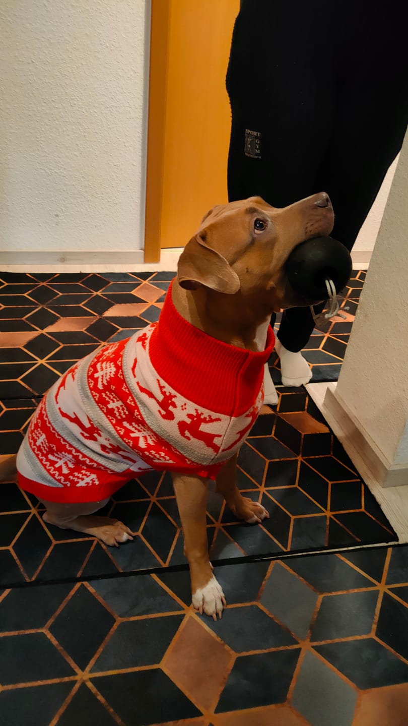 Customer photo review of Winter Christmas Wonderland Knit Dog Sweater