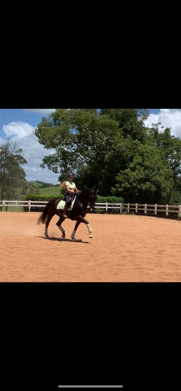 Customer photo review of PSOS Dressage Pad Classic, Seed Green