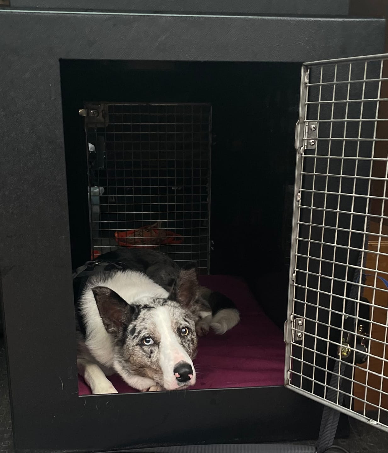 Customer photo review of DT Box Dog Car Travel Crate - The DT 600