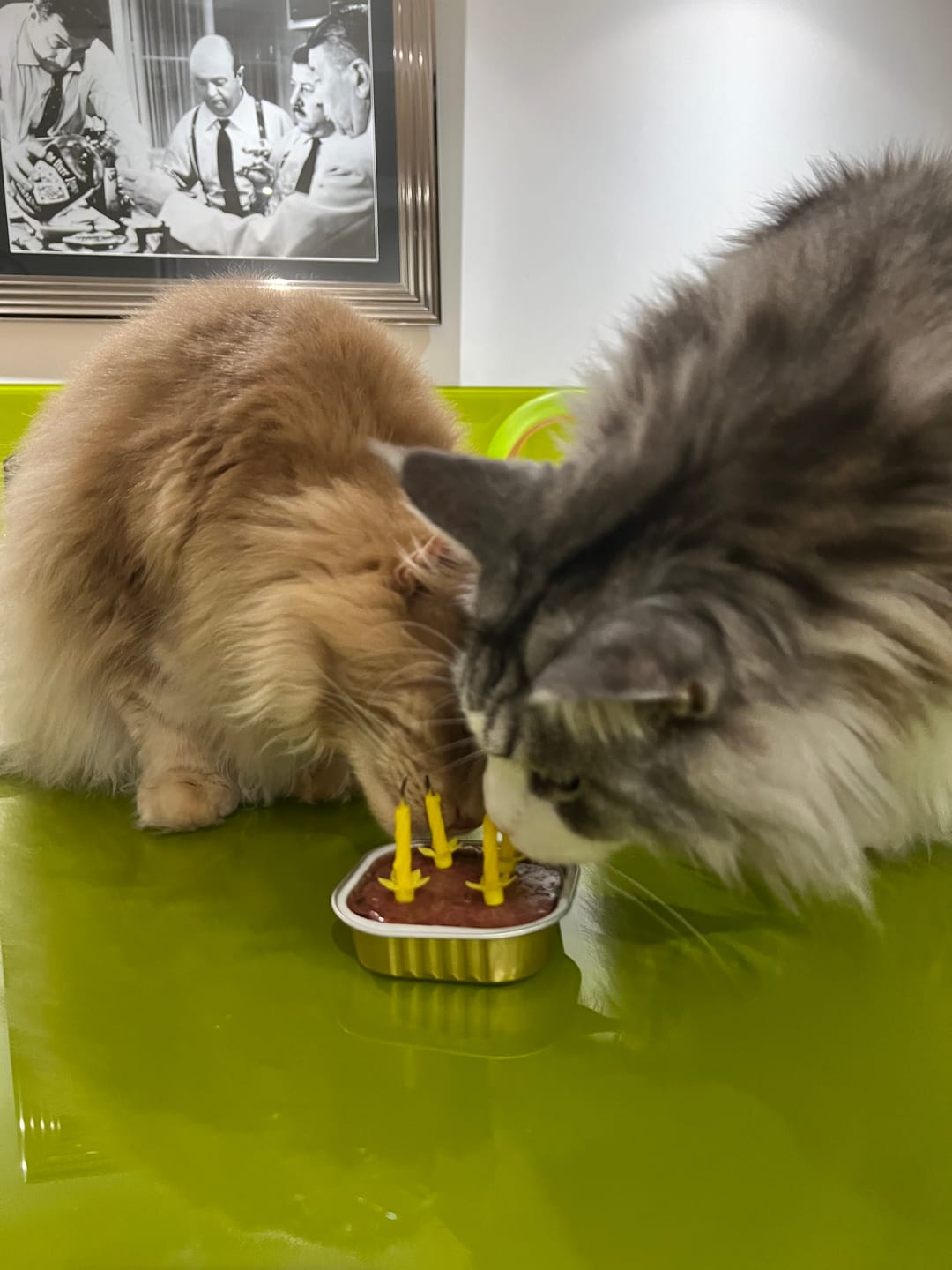 Customer photo review of Pâtées riches en poisson & aux courgettes (chat âgé)