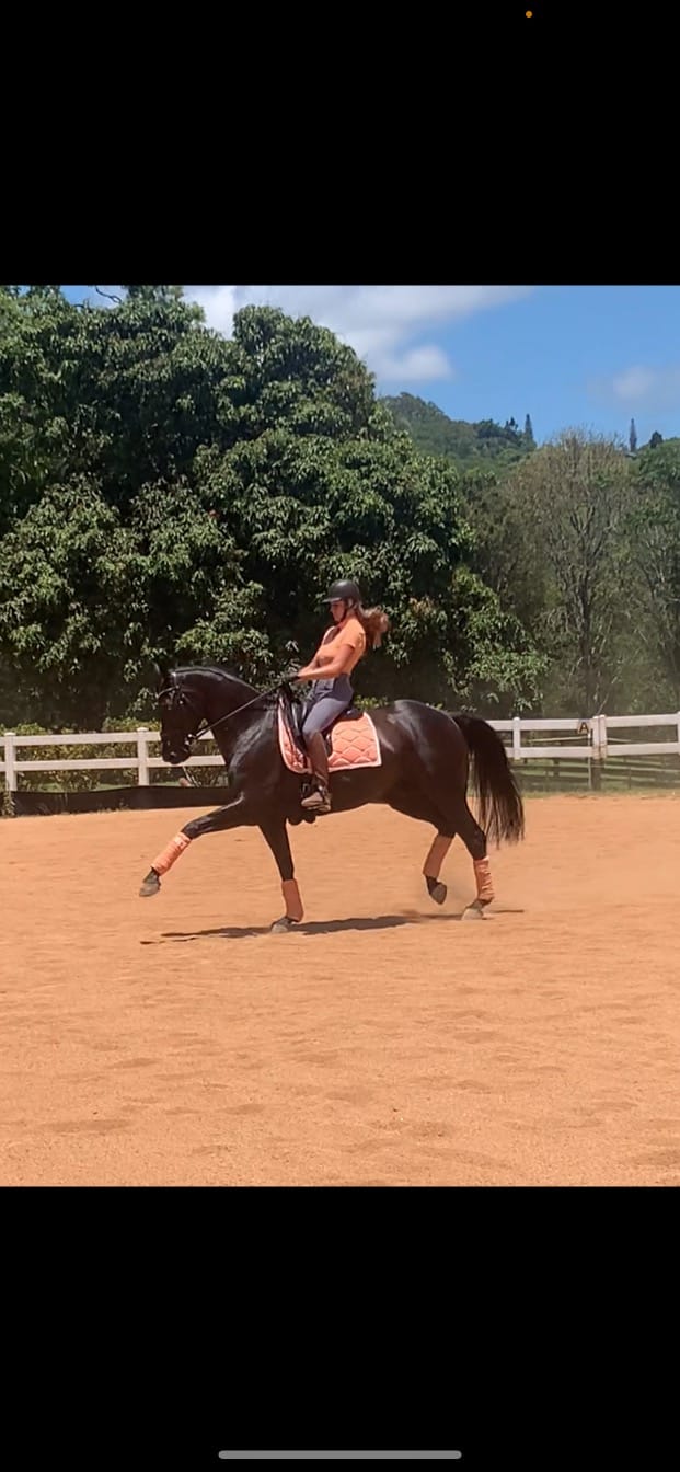 Customer photo review of PSOS Dressage Signature, Coral