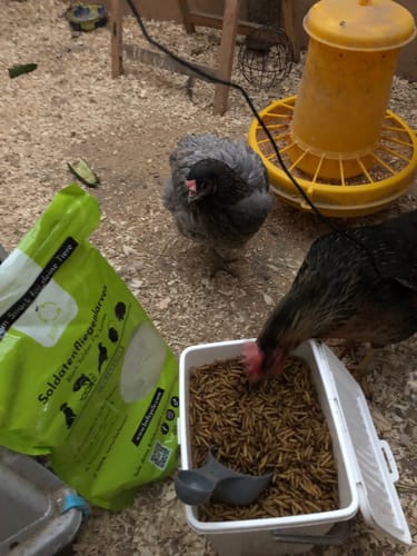 Customer photo review of BSF Larven - getrocknete Soldatenfliegenlarven