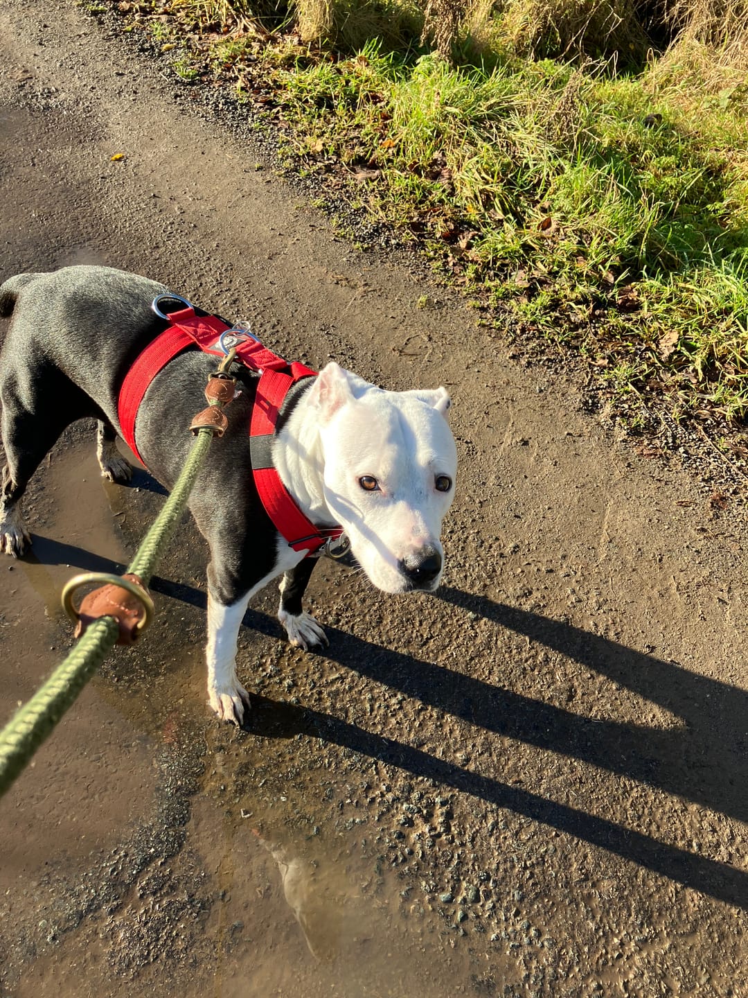 Customer photo review of TRI-Harness® | Anti-Pull, Adjustable & Durable - Dog Trainers Choice - Red v2.0
