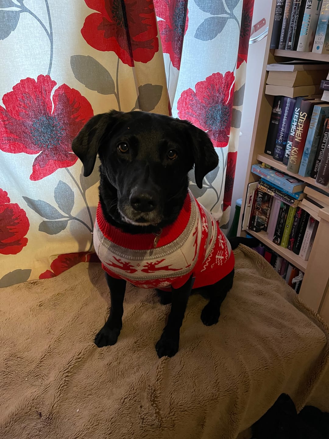 Customer photo review of Winter Christmas Wonderland Knit Dog Sweater