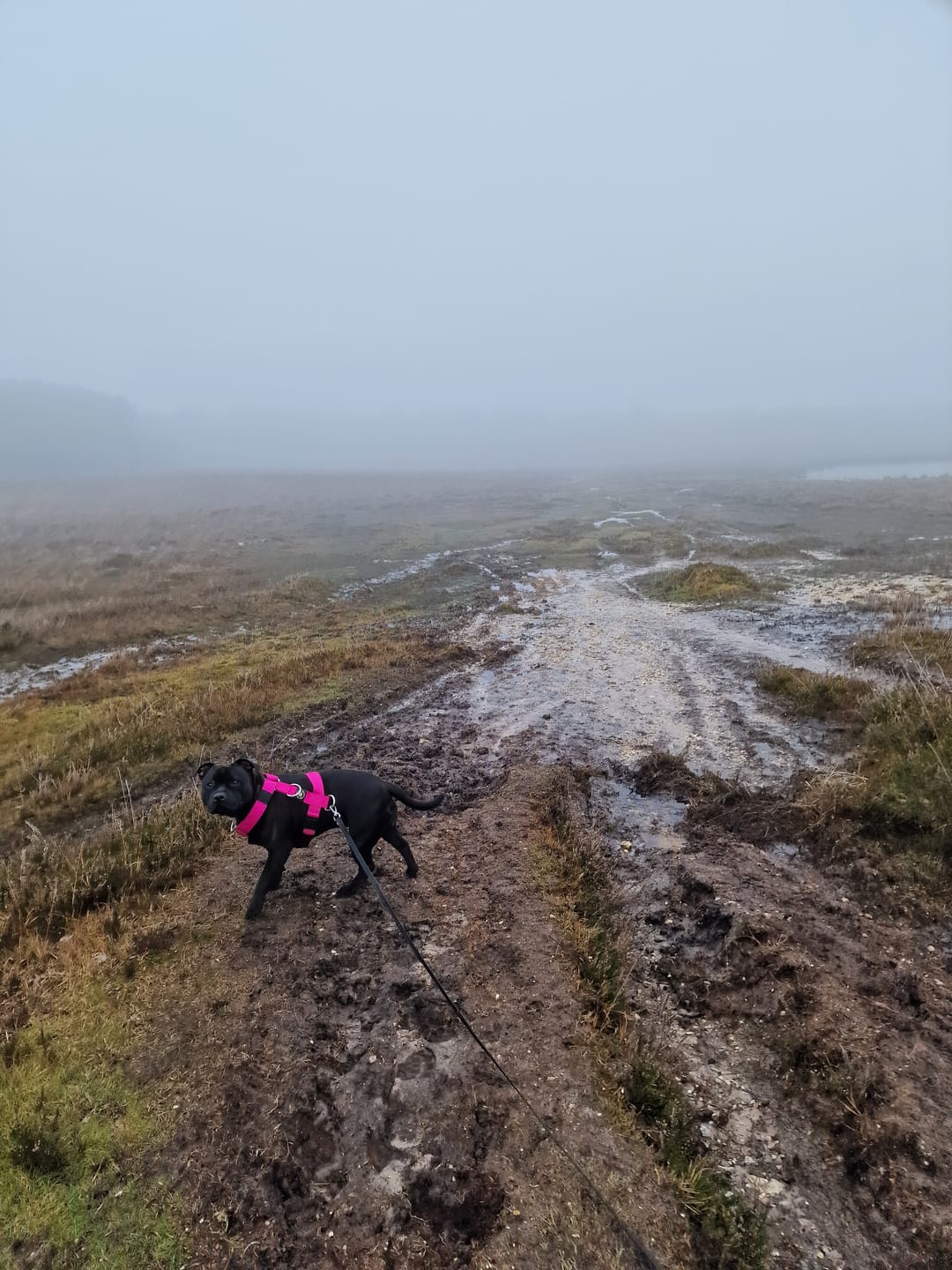 Customer photo review of TRI-Harness® | Anti-Pull, Adjustable & Durable - Dog Trainers Choice - Magenta v2.0