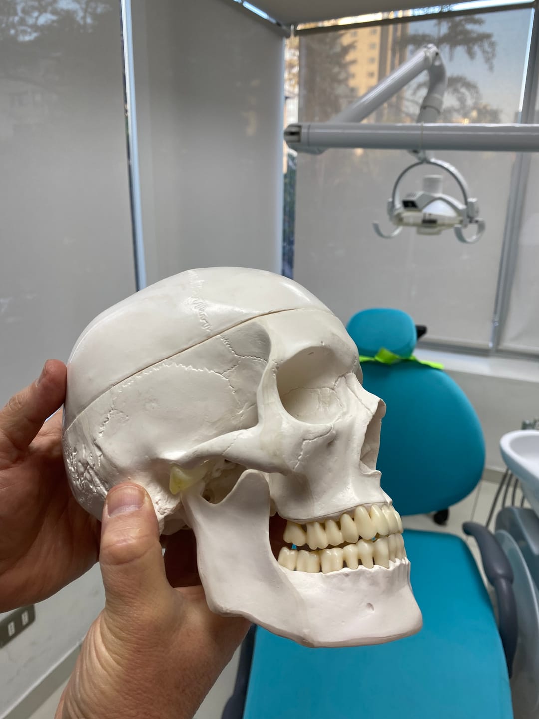 Customer photo review of Cráneo 3 piezas a Escala Humana