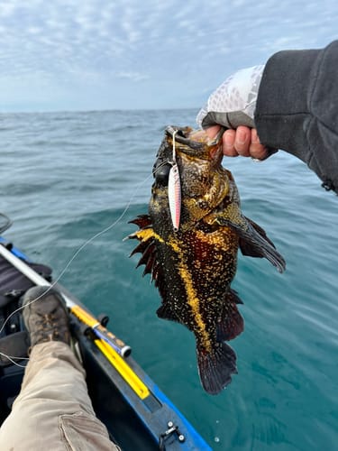 Customer photo review of Fisherman's Life® Jiggy Jigs 20g, 30g, 40g 50g (Four Color Variations)