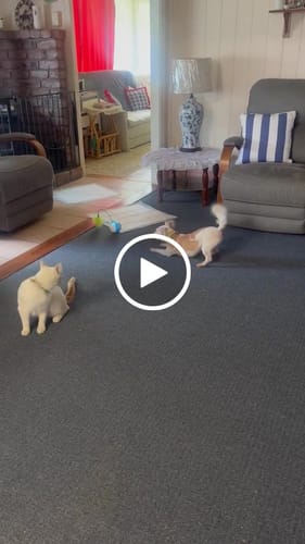 Customer video review of Black Friday Manuka Balm Distraction Treat Bundle