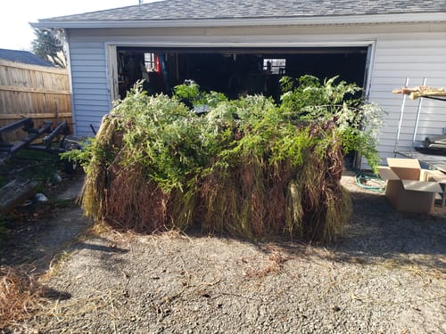 Customer photo review of Hunting Blind Raffia Grass (Pack)