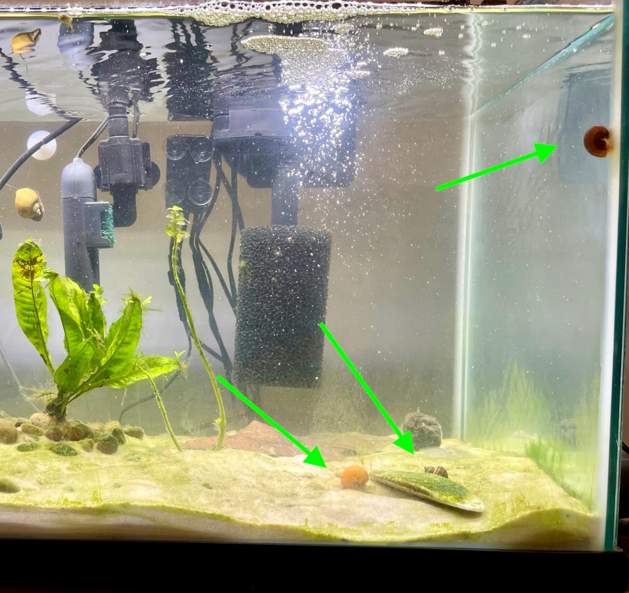 Customer photo review of Mystery Snail Mix (3 pack)