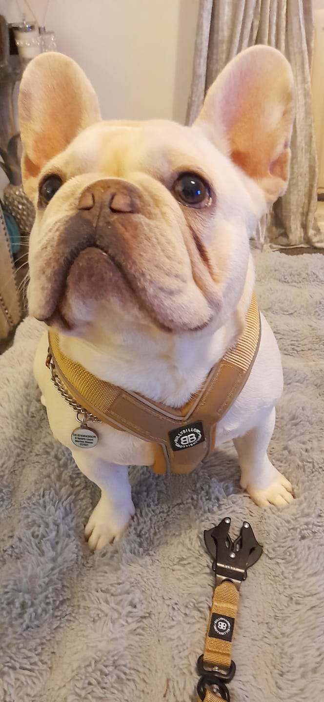 Customer photo review of RR - Slip on Padded Comfort Harness | Non Restrictive & Reflective - Military Tan