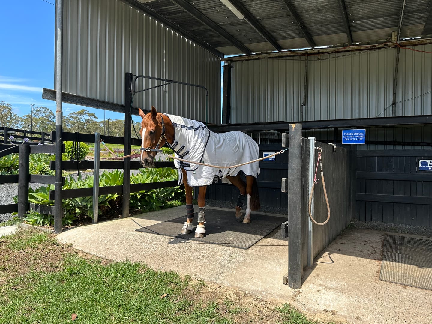 Customer photo review of Rambo Natura Summer Sheet