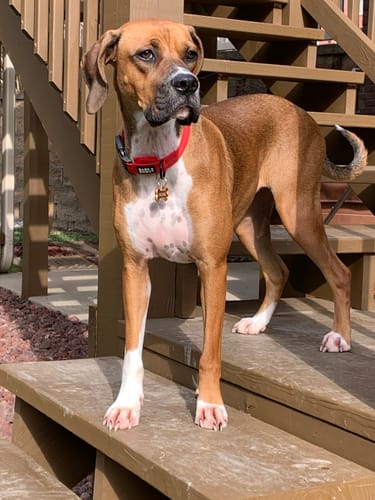 Customer photo review of SPRK-25 | AirTag Dog Collar (S-L)