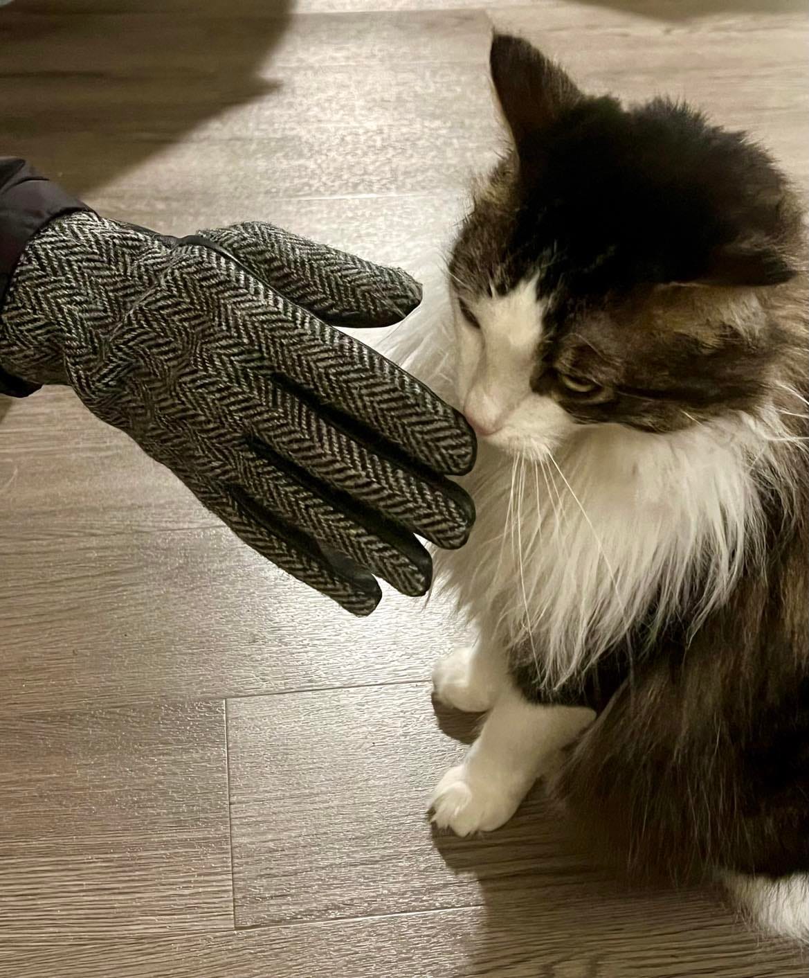 Customer photo review of Mens Harris Tweed and Black Leather Gloves - Sold In Gift Box