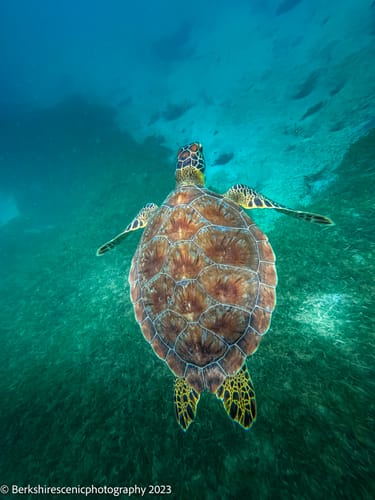 Customer photo review of UNDERWATER LIGHTROOM PRESETS