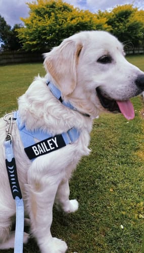 Customer photo review of Dog Lovers Pack | 50% Off