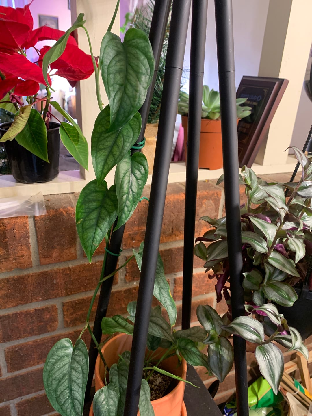 Customer photo review of Monstera siltepecana