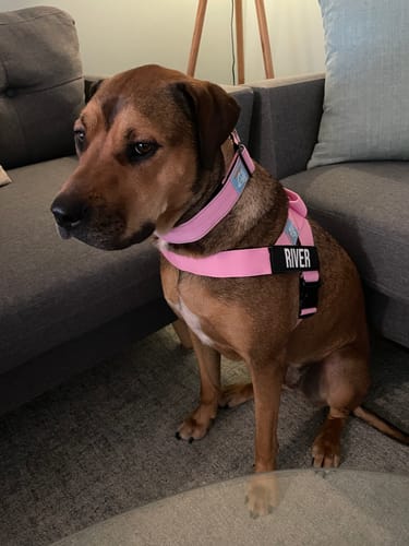 Customer photo review of Dog Lovers Pack | 50% Off