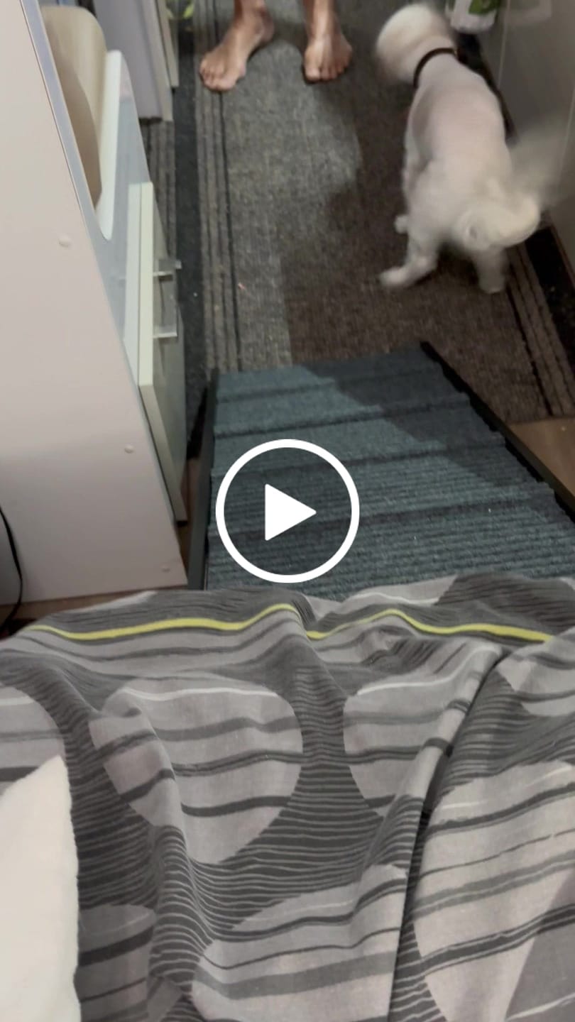 Customer video review of PaWz Adjustable Dog Ramp