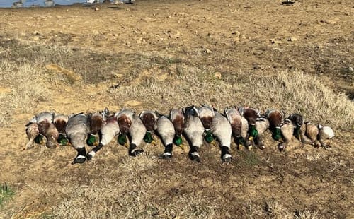 Customer photo review of SFX Goose Call