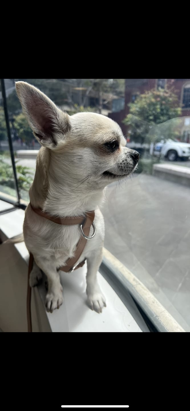 Customer photo review of HARNESS - Brown
