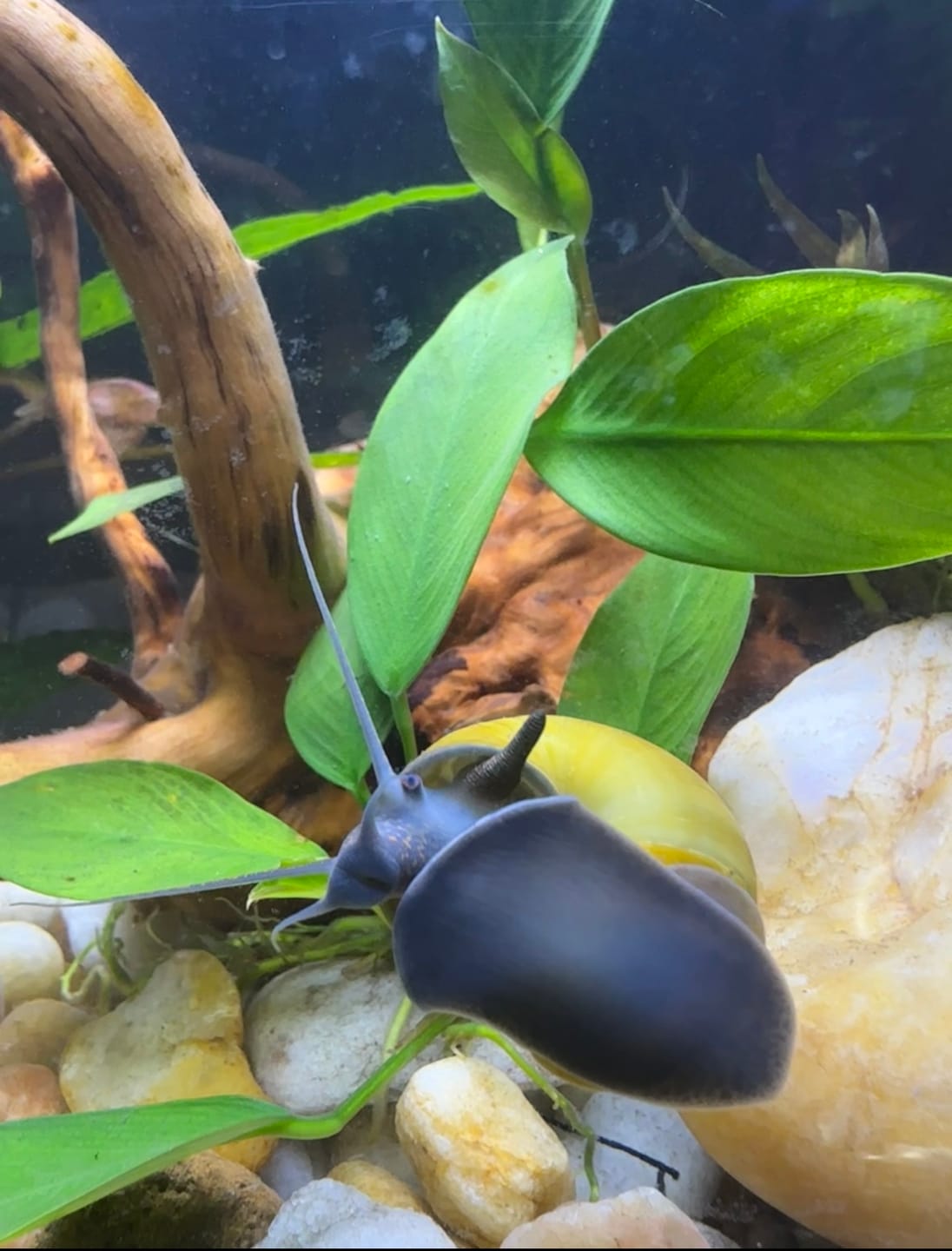 Customer photo review of Jade Mystery Snail