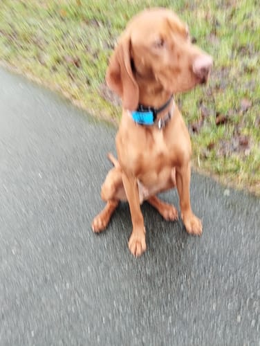 Customer photo review of Collier Anti Aboiement PuppySafe
